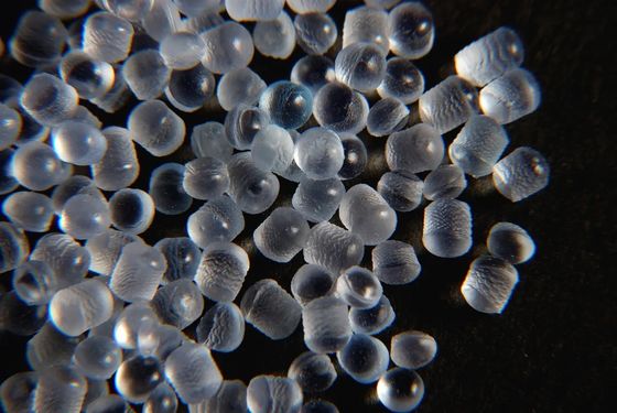 La bande molle superbe de granules translucides transparents de bande granulent l'élastomère thermoplastique de SEBS
